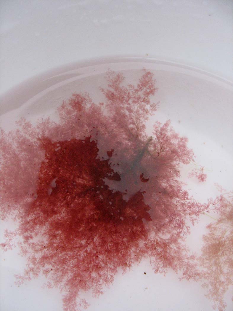  /i>(smith lyngbye,1819))的藻体直立,丝状,柔软,丛生成簇,鲜红色,1