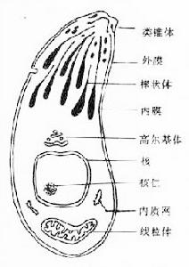 75">弓形虫病或弓形体病(toxoplasmosis)是由弓形体原虫所致的一种人