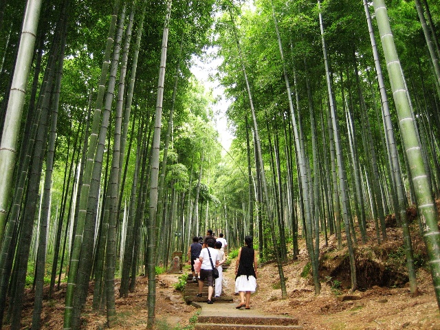  p>中国大竹海(国家aaaa级旅游景区),位于浙江省湖州市安吉县.