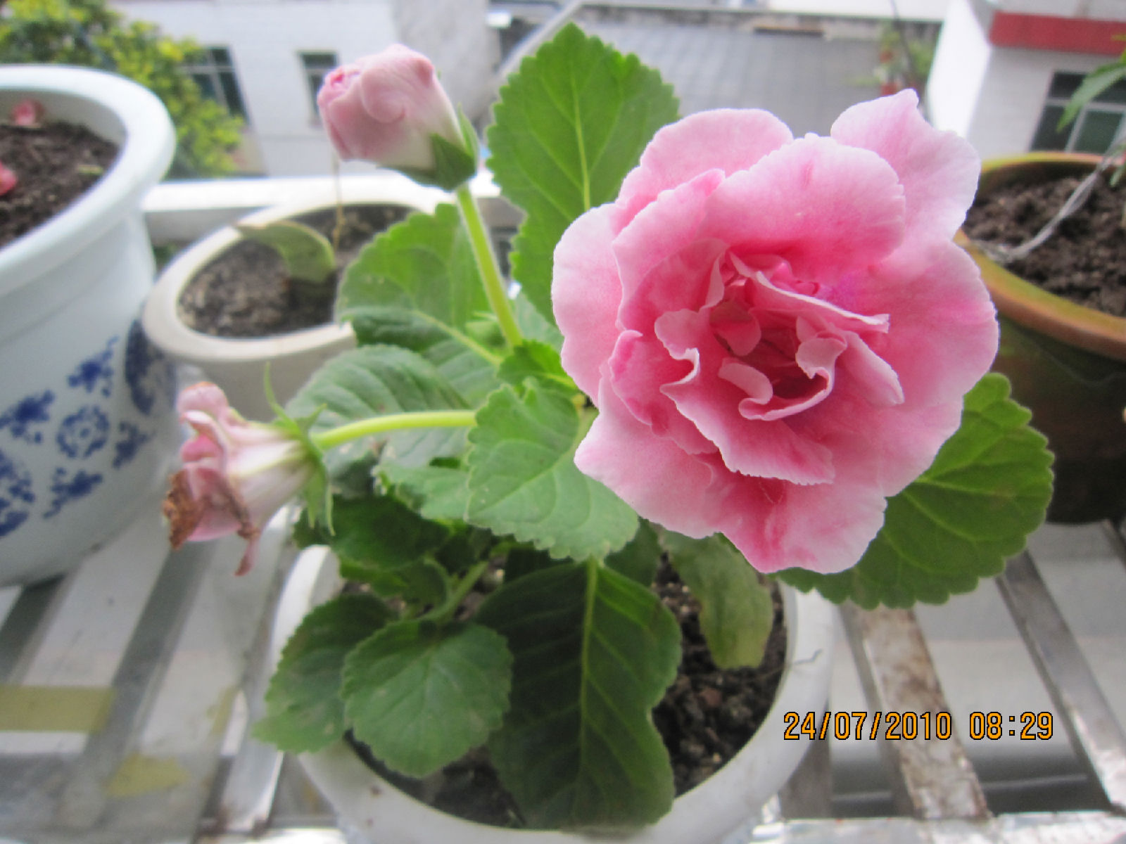 hiern)是苦苣苔科,大岩桐属多年生 a href="#">草本 /a>,块茎扁俏形