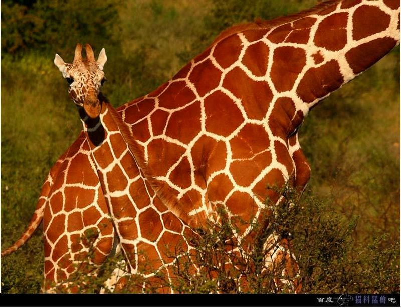  p>网纹长颈鹿(学名: i>giraffa camelopardalis reticulata) /i>又称