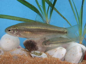 rarus)是我国特有的一种小型鱼类,分布于四川省汉源县,石棉县,双流县