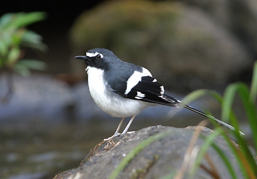 ="#" data-lemmaid="4652090">燕尾 /a>,体长23厘米,雌雄成鸟大体同色