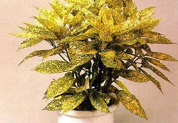  p>桃叶珊瑚( i>aucuba chinensis /i> benth.