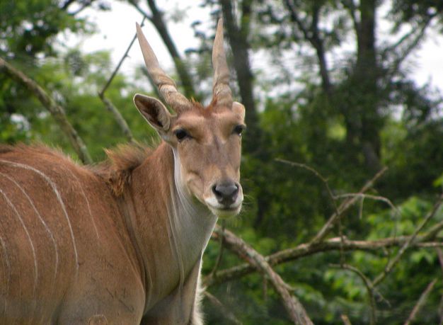 eurycerus /i>):皮毛呈红褐色,上面有细细的白色条纹,公羚羊肩高大约