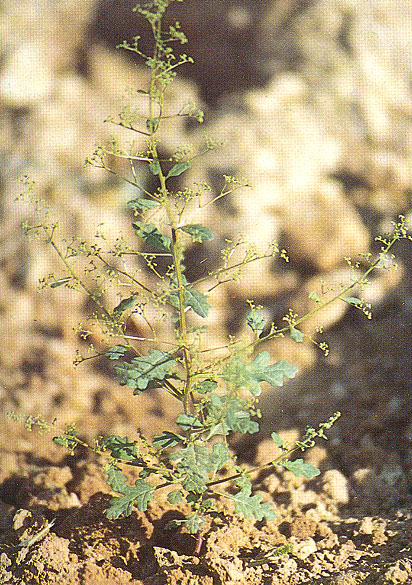  p>菊叶香藜是藜属一年生 a href="#" data-lemmaid="541696">草本 /a