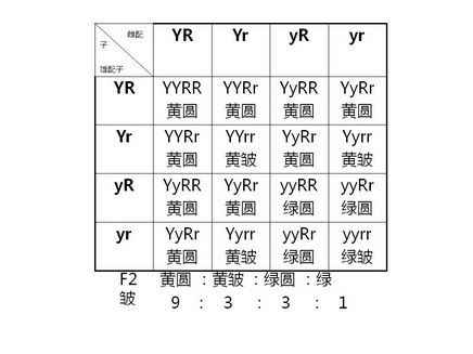 孟德尔定理展示