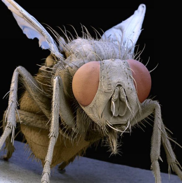  p>苍蝇是 a target="_blank" href="/item/完全变态/3411657" data