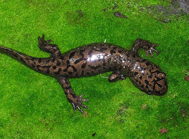 pacific giant salamander