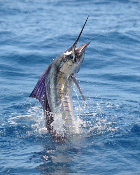  p>旗鱼在分类上为鲭亚目,旗鱼科,旗鱼属,常见的有 a href="#" data