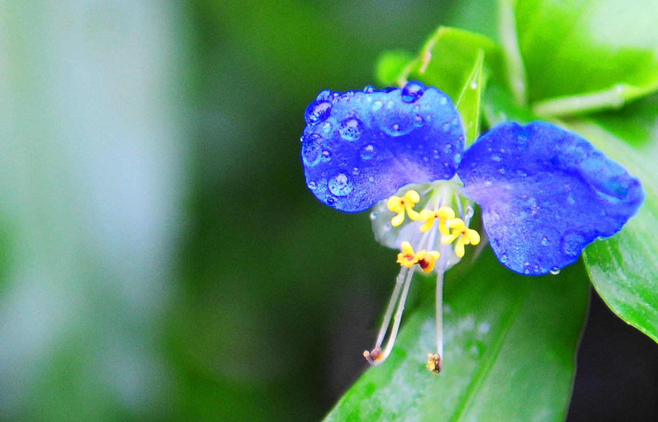  p>蓝钻凤仙花(blue diamond impatien,学名impatiens namchabarwe