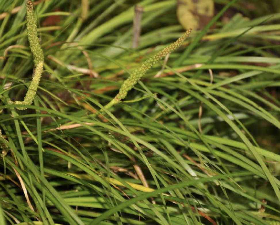  p>金钱蒲(学名: i>acorus /i>  i>gramineus /i> aiton)是天南星科