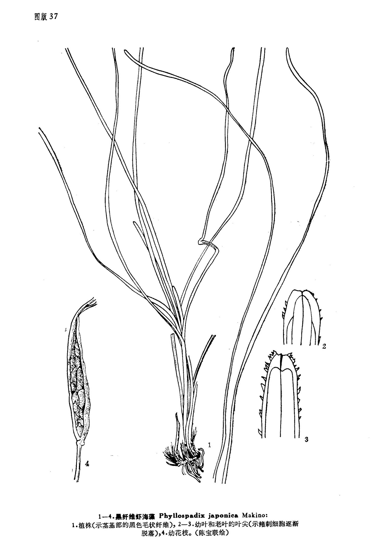 phyllospadix iwatensis