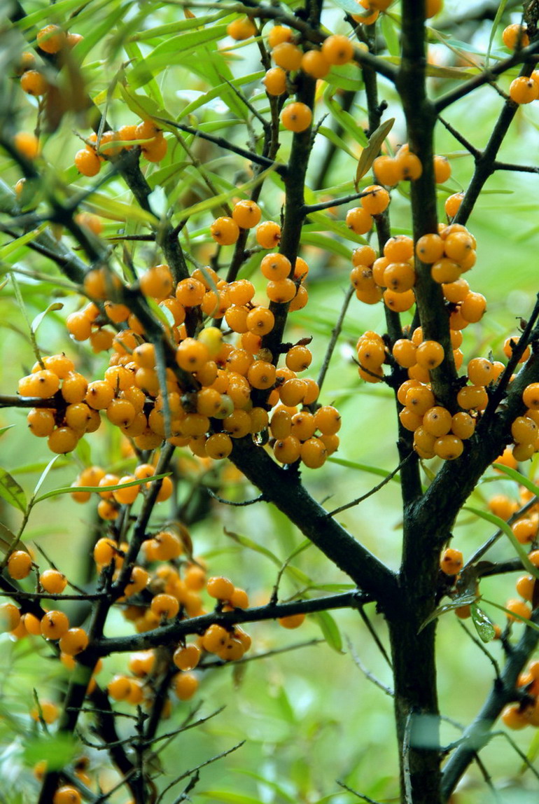 植物为落叶灌木,小乔木或乔木,常有枝刺;植物体各器官常被鳞片,鳞毛