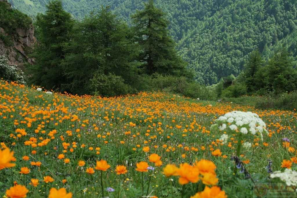  p>水金莲花,别名: a href="#" data-lemmaid="22953">金莲花 /a>