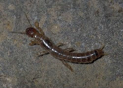 oligotomidae enderlein