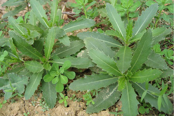 阔叶杂草又称双子叶杂草,胚有两片<a target