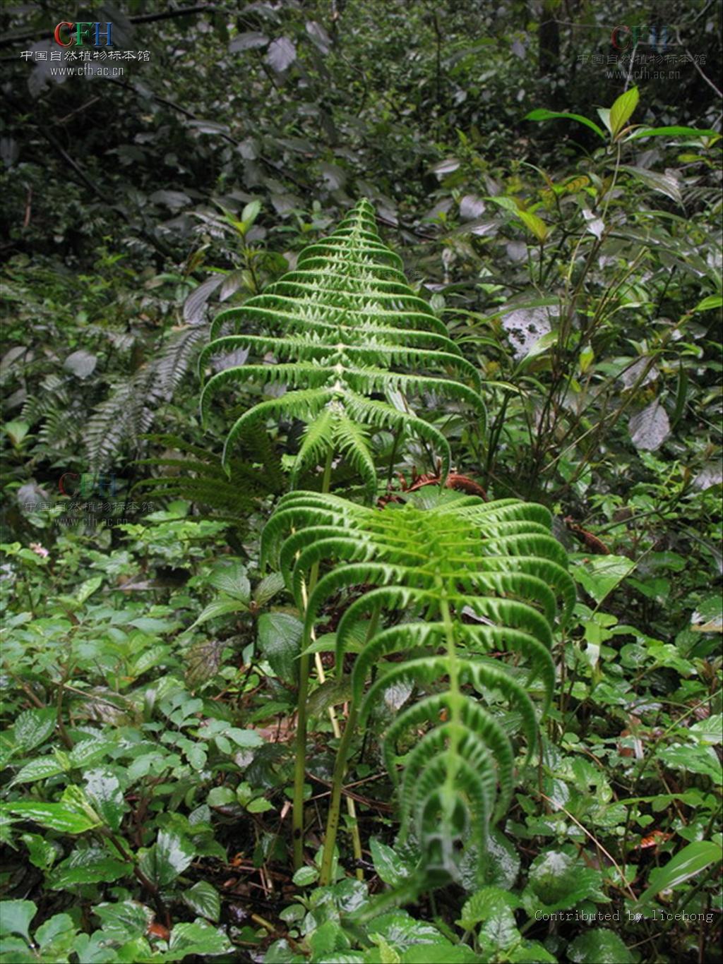  p>方秆蕨属(学名: i>glaphyropteridopsis ching /i>)是金星蕨科下一