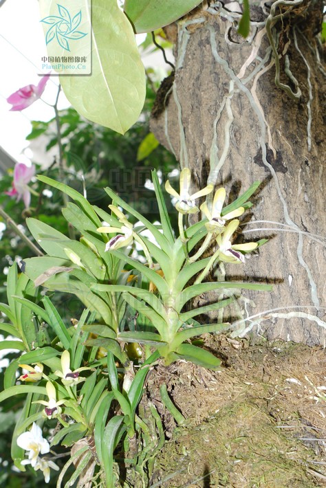  p>叉唇万代兰(拉丁学名: i>vanda cristata /i> lindl.
