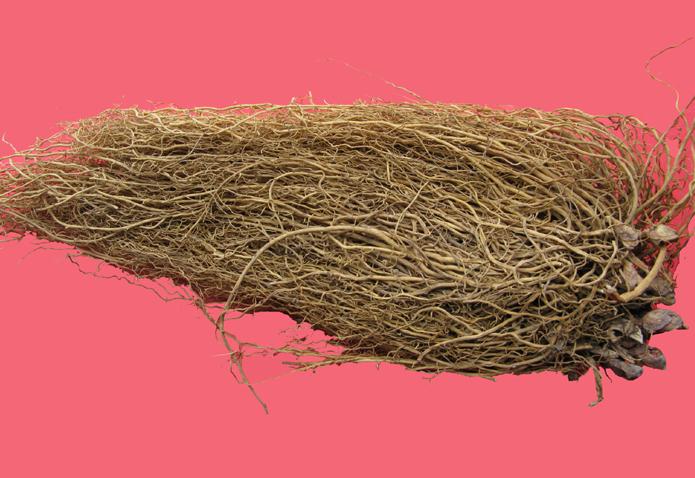 asarum caulescens maxim.