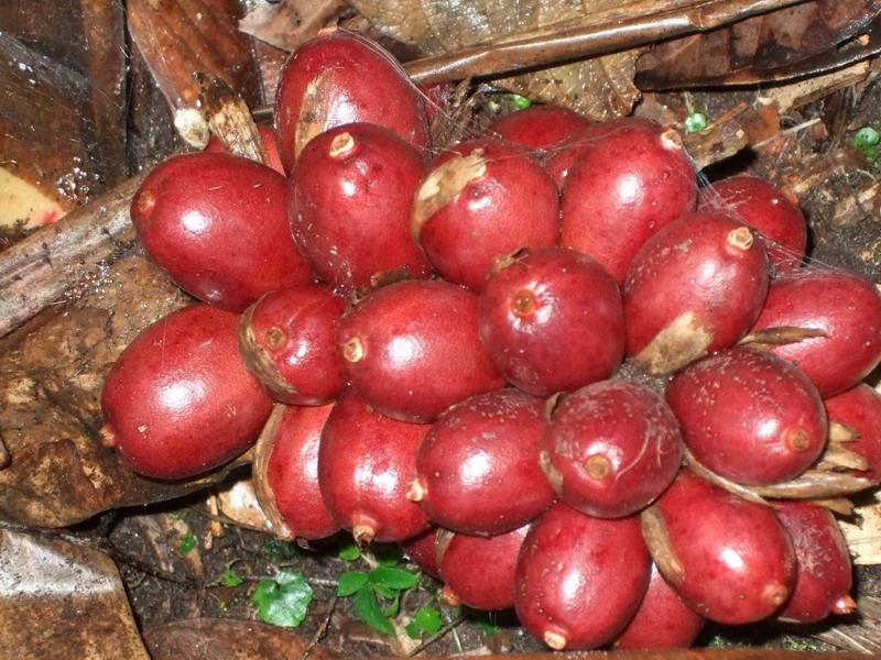  p>草果(学名: i>amomum tsaoko /i> crevost et lemarie)是姜科,豆蔻