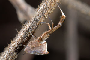  p data-id="gn4tndwi9v">刺涡蛛是属于 a tar