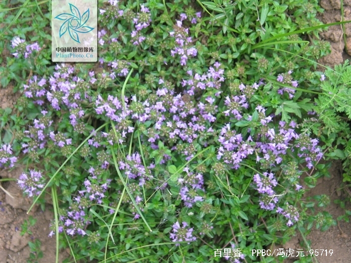  p data-id="txuwy1af45ll">百里香( i>thymus mongolicus /i> (ron