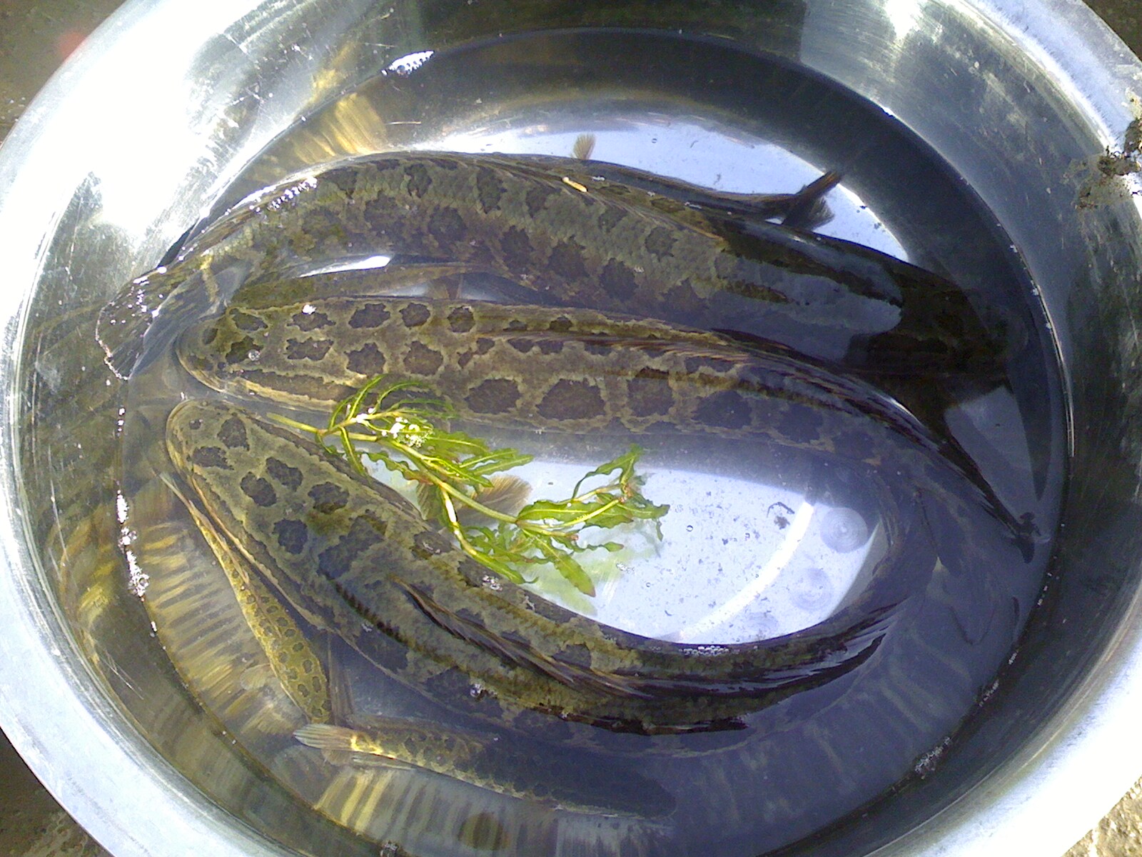  p>乌鳢(学名: i>channa argus /i>)是鳢科,鳢属鱼类.