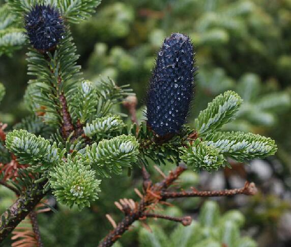  p>长苞冷杉(学名: i>abies georgei /i> orr)是松科冷杉属植物,乔木