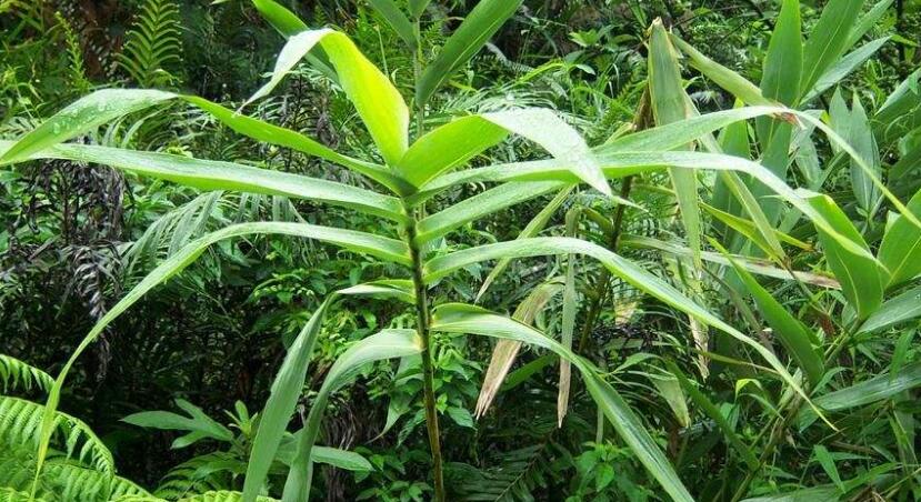  p>粽叶芦(种拉丁名:thysanolaena maxima (roxb.