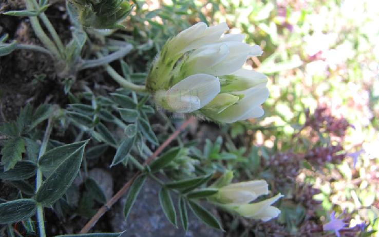  p>白花棘豆(学名:oxytropis subfalcata hance var. albiflora c. w.