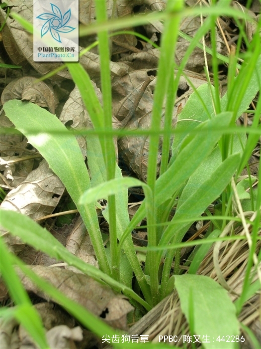  p>尖齿狗舌草( a target="_blank" href="/item/学名/8074290" data