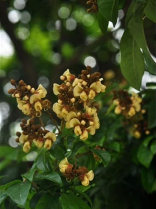  p>海南红豆(学名: i>ormosia pinnata  /i>(lour.) merr.