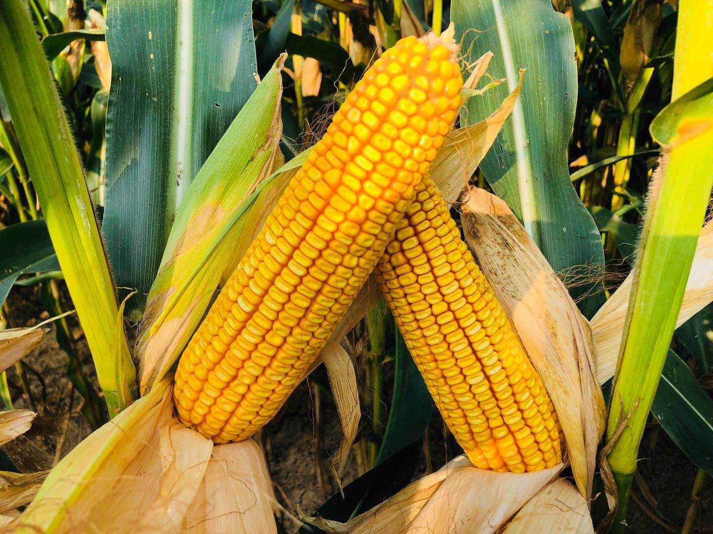 id="20074472">河南金苑种业股份有限公司 /a>利用单倍体育种技术和 a