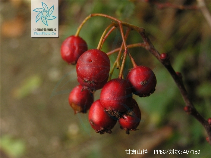wilson)是蔷薇科山楂属植物,灌木或乔木,高2.