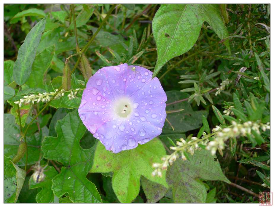  p>裸花水竹叶为多年生草本.须根发达.