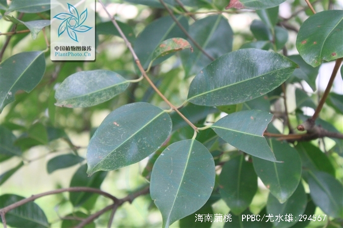  p>海南蒲桃(学名: i>syzygium hainanense /i> chang et miau)是