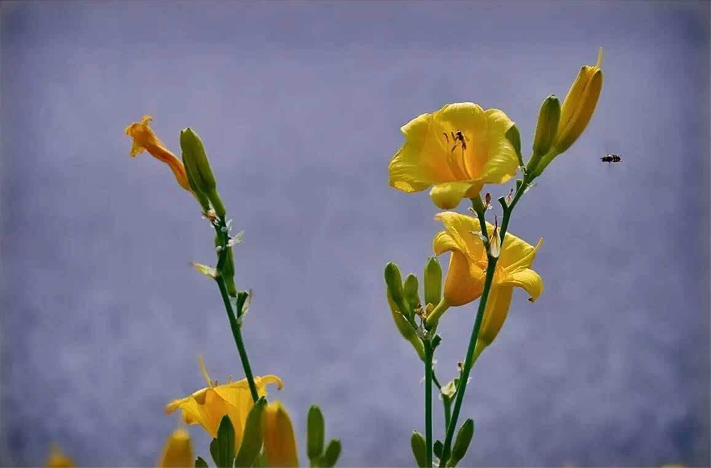  p> b>北萱草 /b>( a href="#" data-lemmaid="8074290">学名 /a>: i>