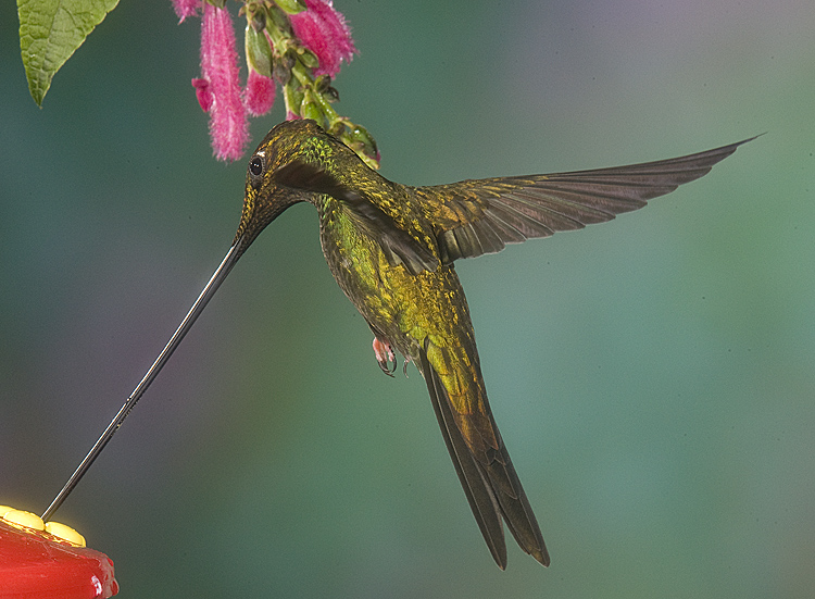  p>刀嘴蜂鸟(学名: i>ensifera ensifera /i>):体型小,其极长的 a