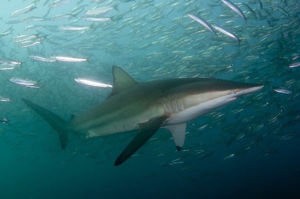  p>短尾真鲨(学名: i>carcharhinus brachyurus /i>)为真鲨科,真鲨属