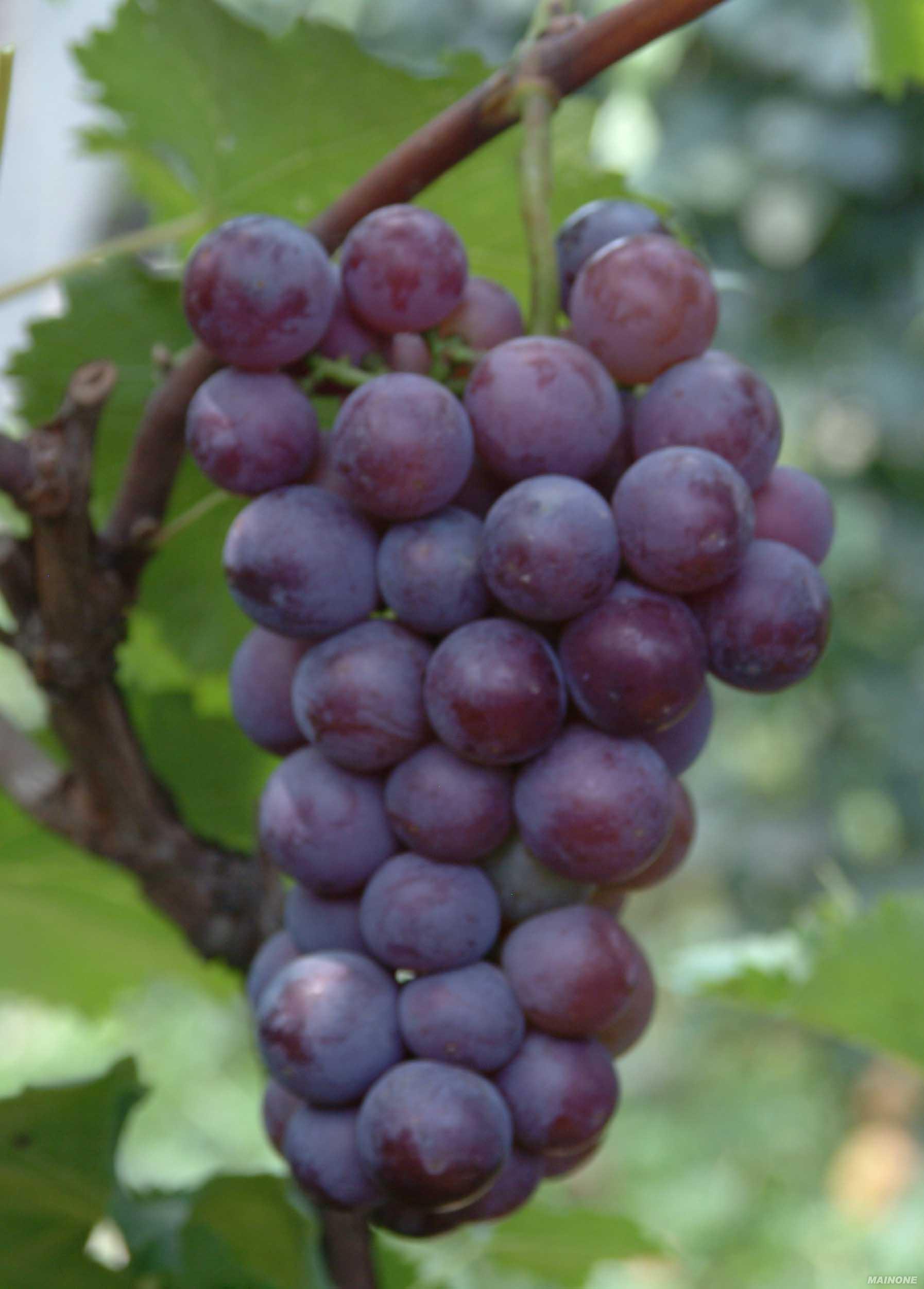  p data-id="gnaqbiikh0">黑蜜葡萄属于欧美杂交种, a target="_blank