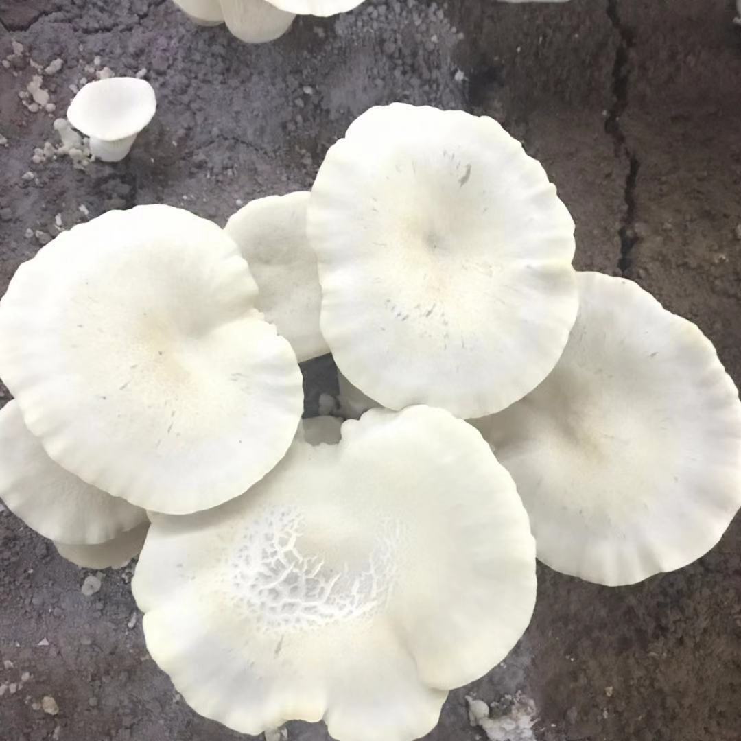 灵芝仙菇