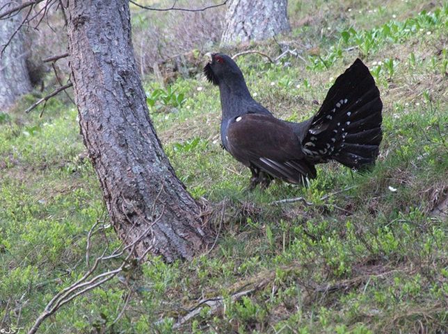  p>松鸡(学名: i>tetrao urogallus /i>):是 a target="_blank" href=