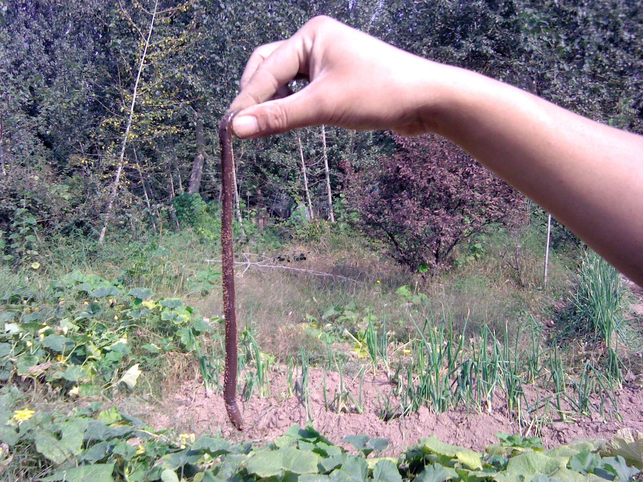  p>巨型蚯蚓,是南美森林中存在着一种巨大的 a href="#" data-lemmaid