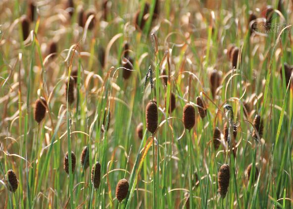  p>小香蒲(学名: i>typha minima /i>  funck),是 a target="_blank"