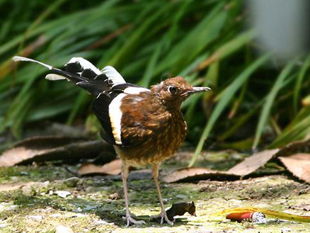  p>白额燕尾(学名: i>enicurus leschenaulti /i>)是鹟科,燕尾属中型