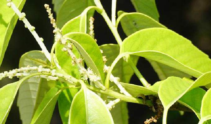 lemmaid="7640479">壳斗科 /a>植物,又名大叶橡树,有甜槠,苦槠之分