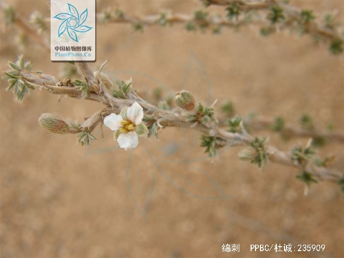  p>绵刺(学名: i>potaninia mongolica /i> maxim.