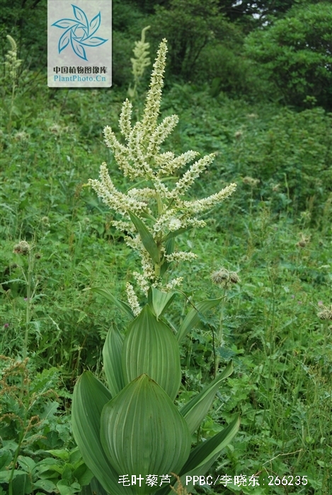  p>毛叶藜芦(学名: i>veratrum grandiflorum /i> loes.