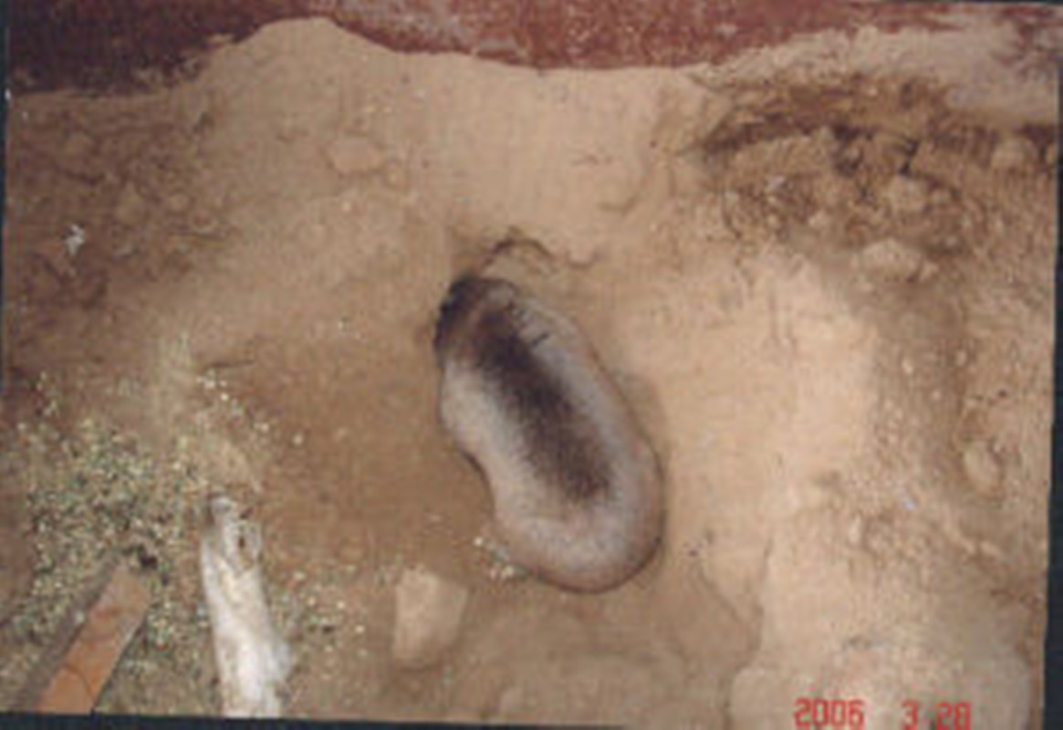 高原鼢鼠